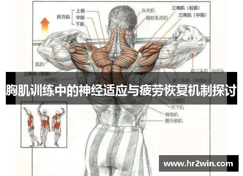 胸肌训练中的神经适应与疲劳恢复机制探讨